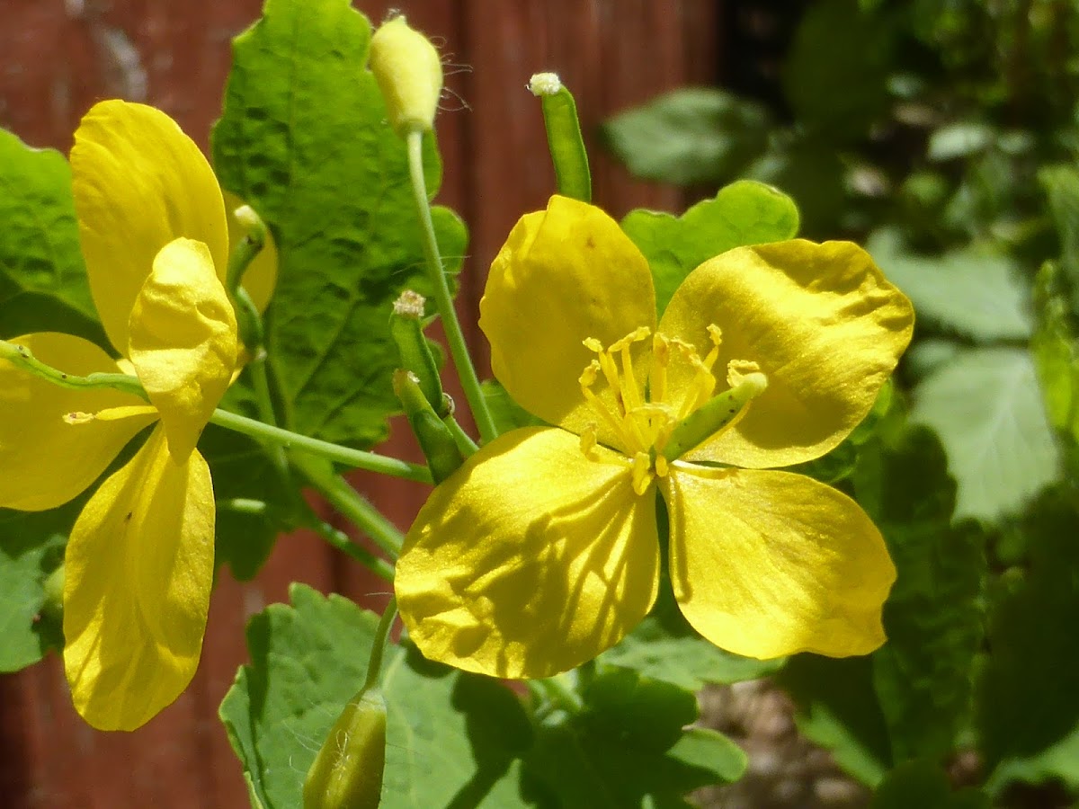 Greater Celandine