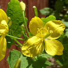 Greater Celandine