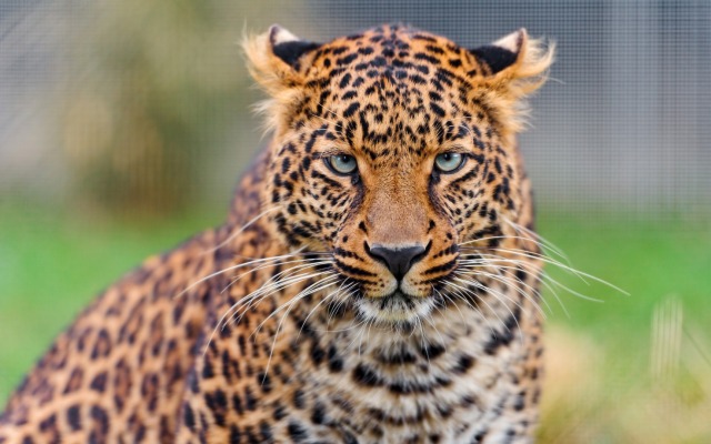 Young Leopard 4K