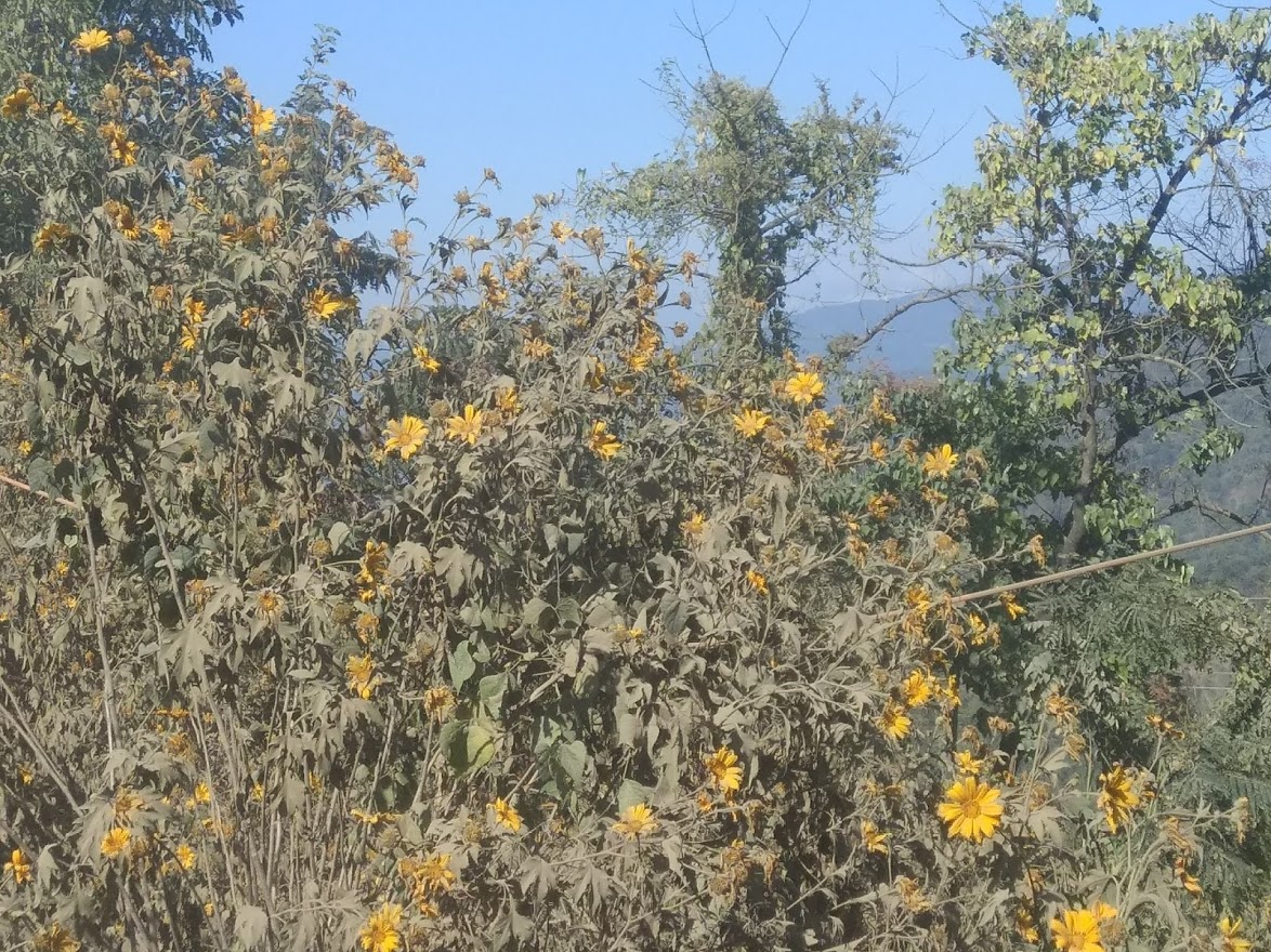 wild sunflower