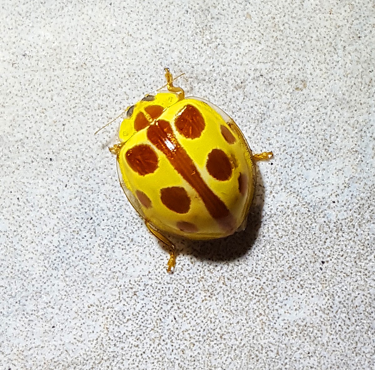 Straminea Ladybird