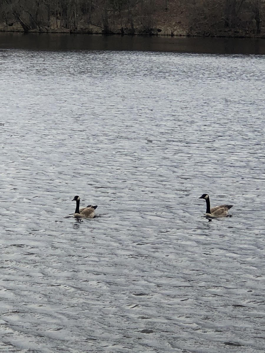 Canada goose