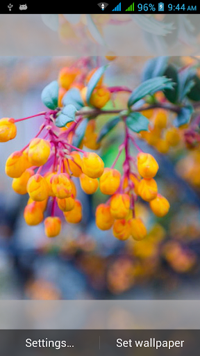 1031花动态壁纸