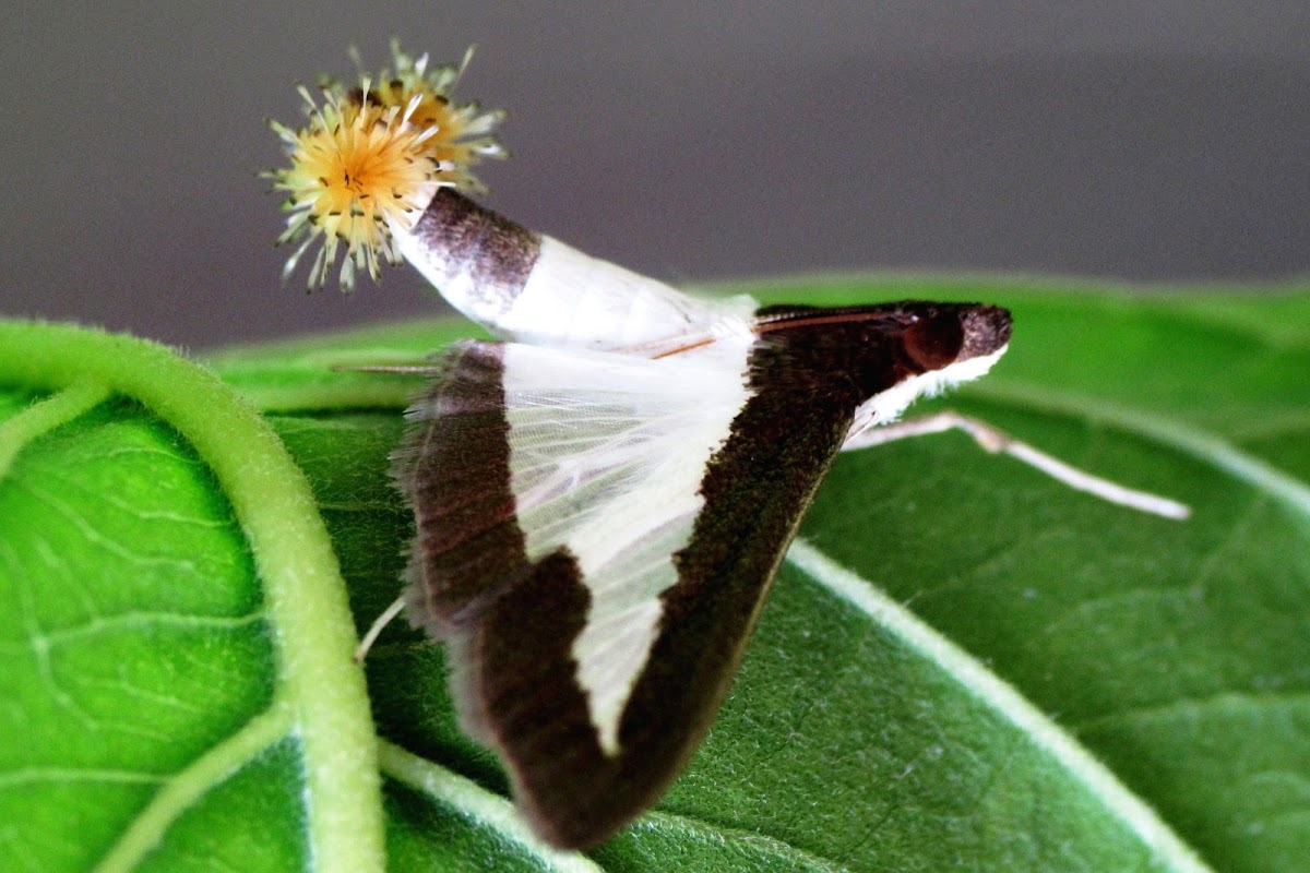 Cucumber Moth