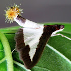 Cucumber Moth