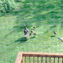 Wild Turkeys