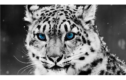 Snow Leopard Theme small promo image