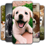 Cover Image of Tải xuống Puppy Wallpaper 🐶 1.0 APK