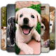 Puppy Wallpaper  Download on Windows