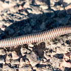 Pill Millipede