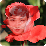 red rose frame transparent Apk