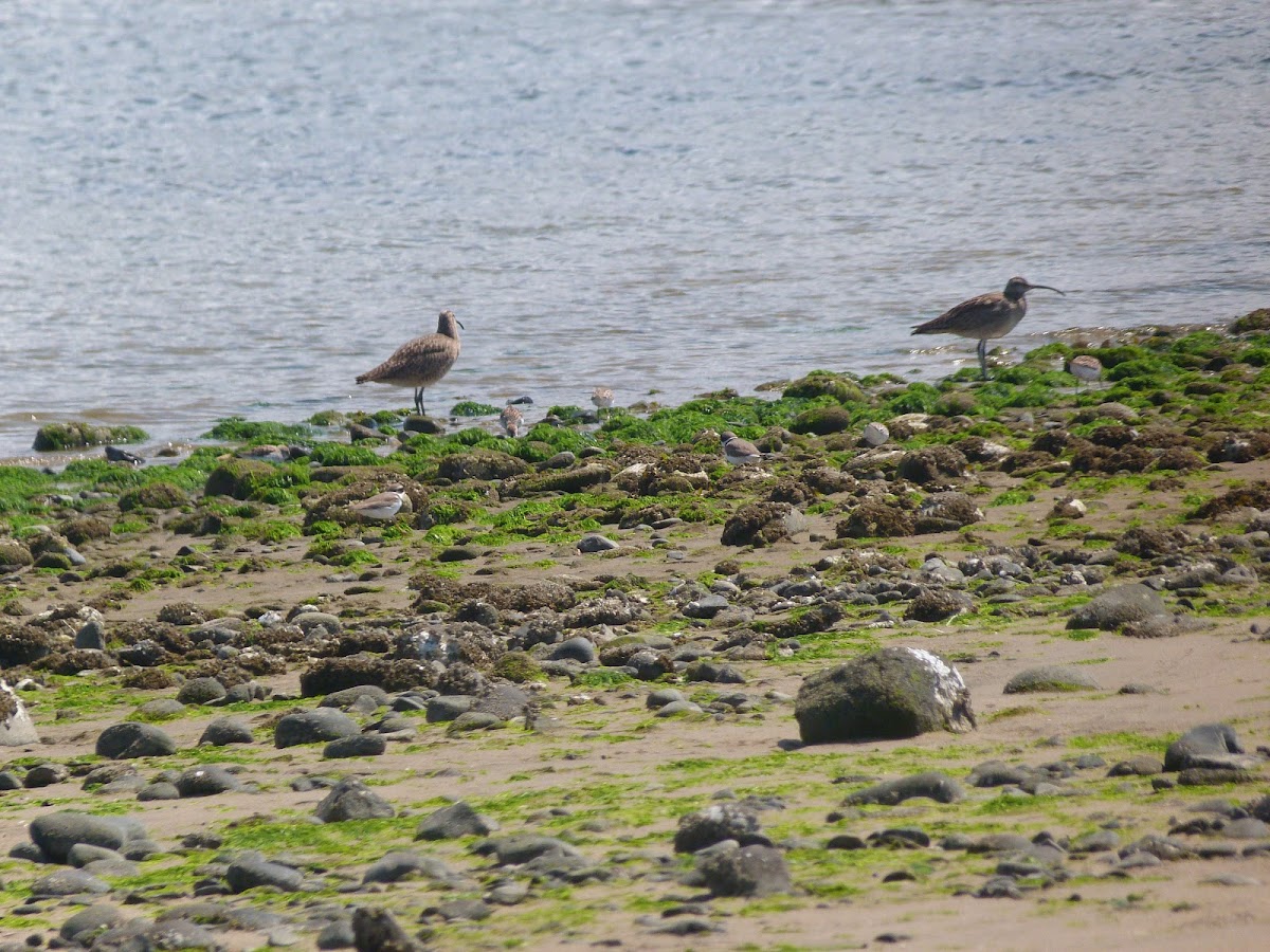 whimbrel