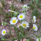 White Heath Aster