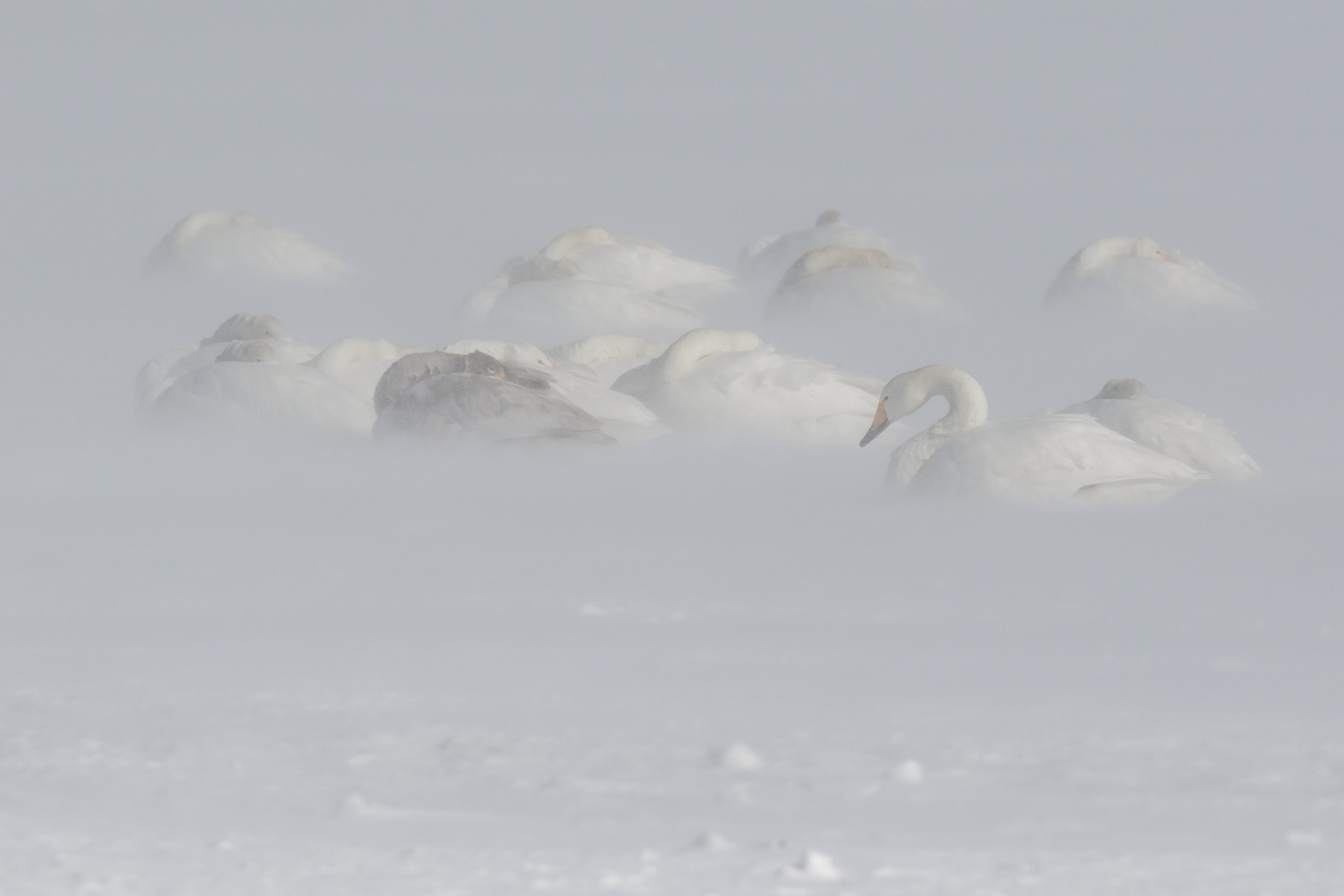 Frozen di utente cancellato