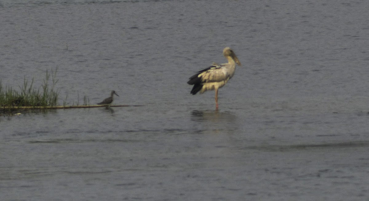 Asian Openbill