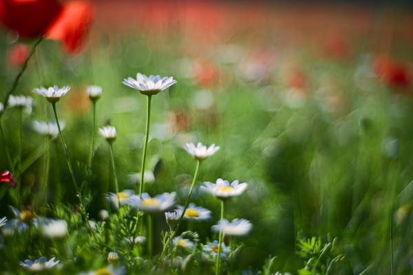 Bianco rosso e verde di marco_croci