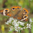 Common Buckeye