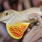 Brown anole