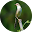 kicau prenjak gacor Download on Windows