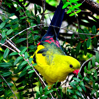 Yellow Bird  di 