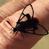 Scarlet-tipped Wasp Mimic Moth