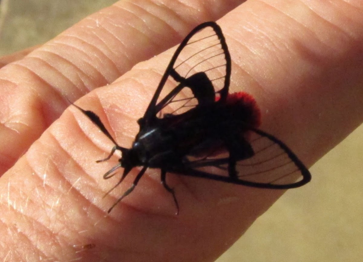 Scarlet-tipped Wasp Mimic Moth