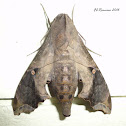 Hawk moth