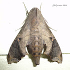 Hawk moth