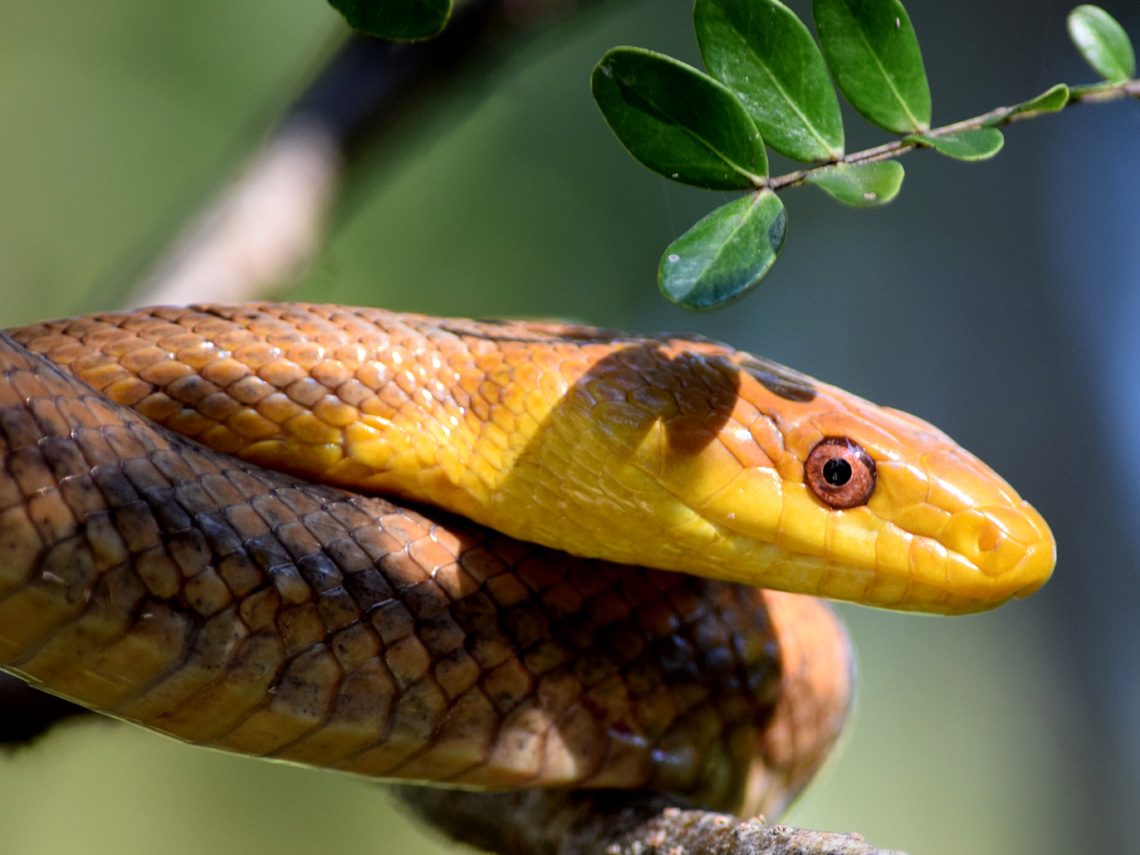 Yellow Rat Snake