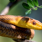 Yellow Rat Snake