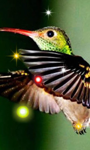 Exotic Hummingbird