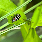 Pennsylvania Flea Beetle