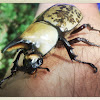 Eastern Hercules beetle