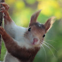 Red squirrel. Ardilla española