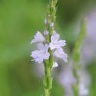 Gray vervain