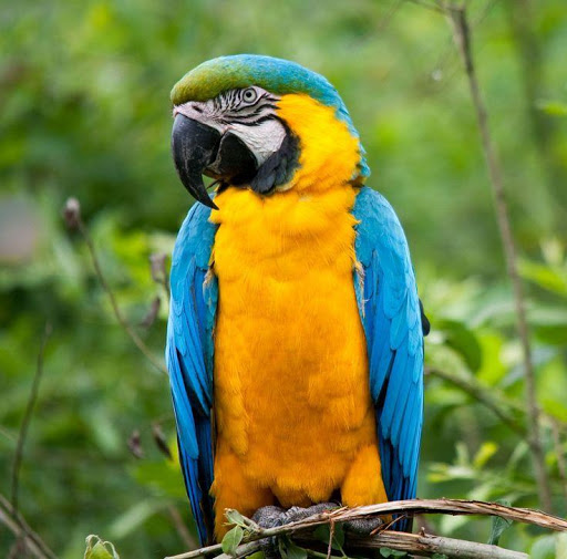 Blue and Yellow Macaw Wallpapers HD