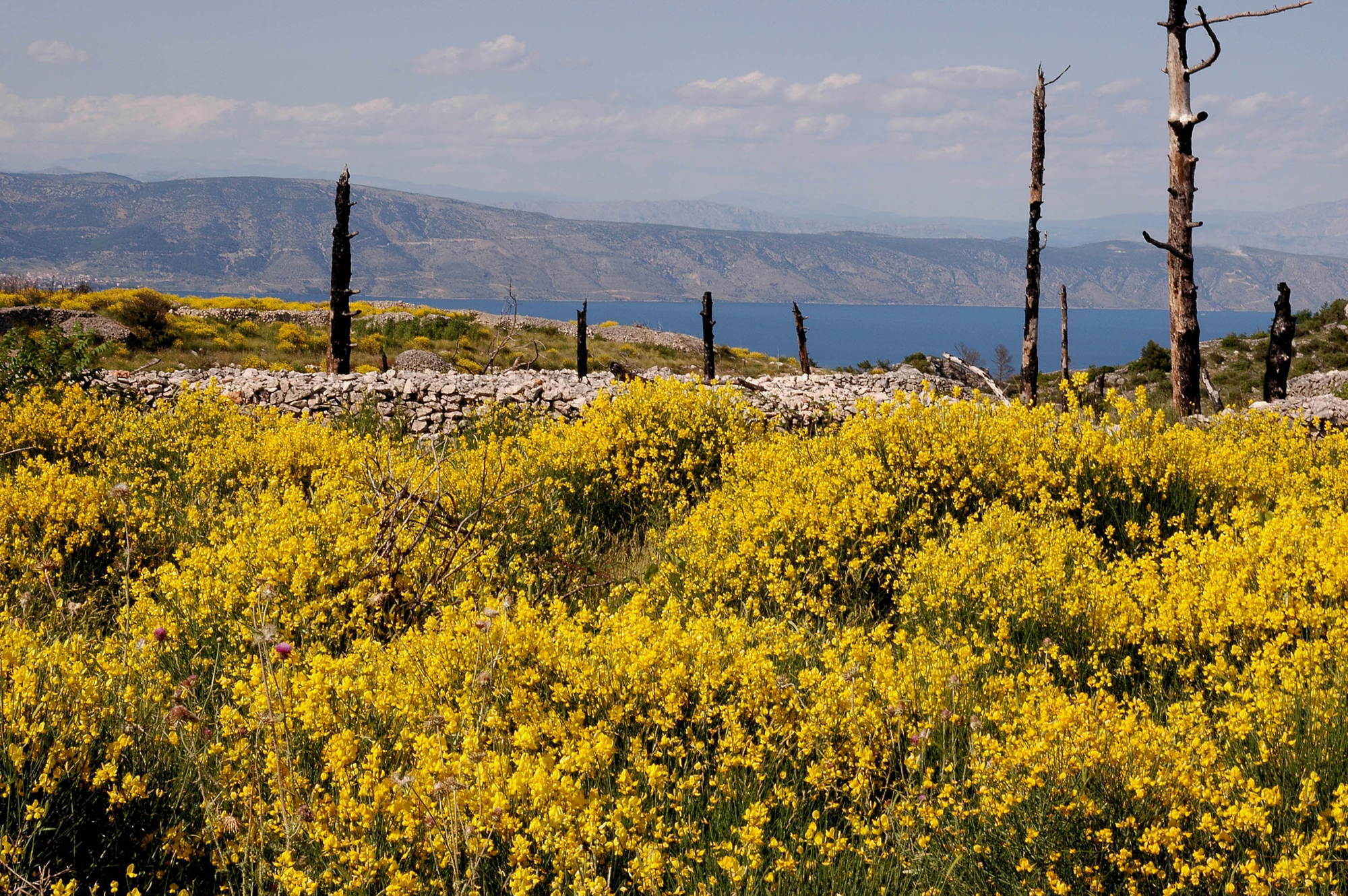 Ginestre a Hvar di benny48