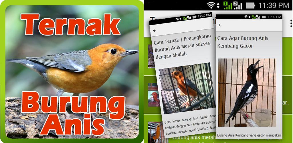 Ternak Burung Anis 1 2 Apk Download Com Erickdev