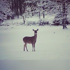 White-tailed deer