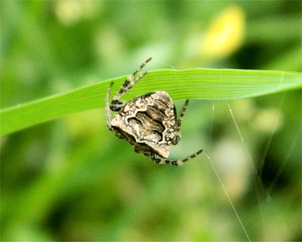 Two-tubercled Orb-web Spider