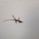 Anole