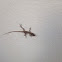 Anole