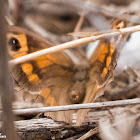 Meadow Brown