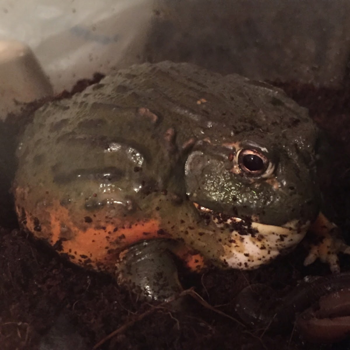 African Bullfrog