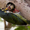 Coppersmith Barbet