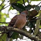 Oriental Turtle-Dove