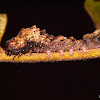 Parasitism of a Caterpillar