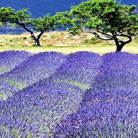 Color de Provence di 