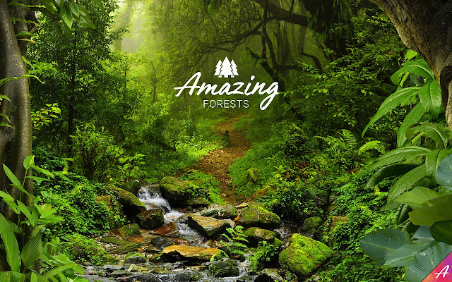 Amazing Forests