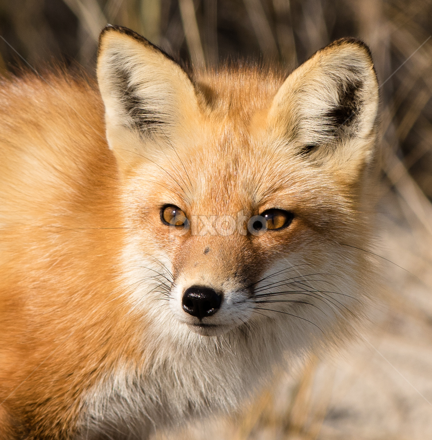 Red Fox Vixen, Other Mammals, Animals